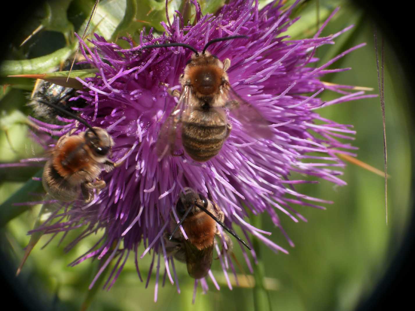 Raduni serali (Eucera?)